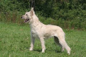 Bouvier des Ardennes